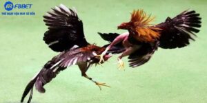 Đá Gà Cựa Dao Kịch Tính Hấp Dẫn Trong Từng Chuyển Động