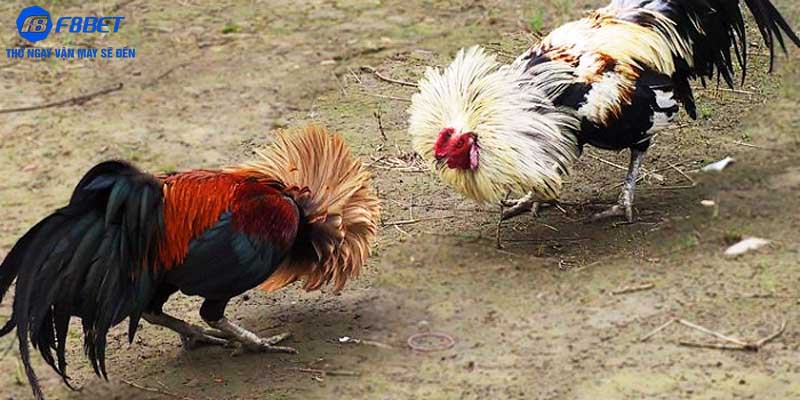 Giới thiệu sơ lược về đá gà 88
