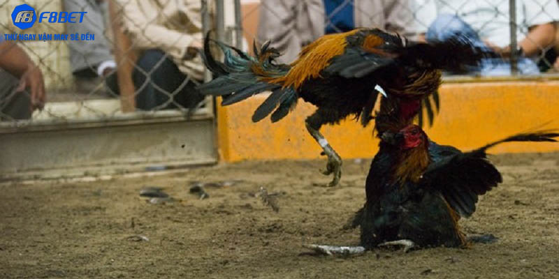 Sân chơi đá gà sở hữu vô vàn ưu điểm nổi bật