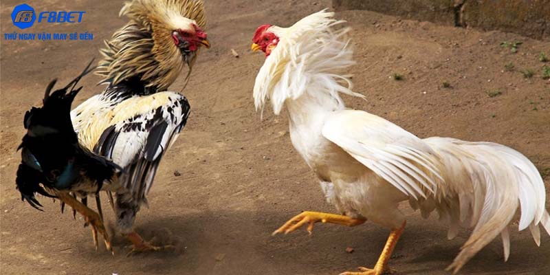 Đá gà 88 sở hữu hệ thống ưu điểm vượt trội